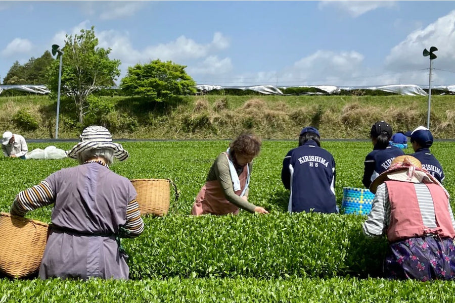 新茶シーズン到来！一番茶の茶摘み体験レポート
